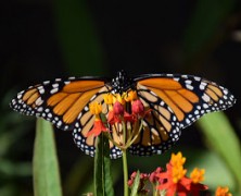 CONCURSO DE FOTOGRAFÍA SOBRE LA PRIMAVERA