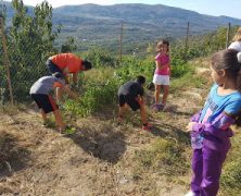 RECOGIENDO  LOS  ÚLTIMOS  FRUTOS