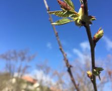 La primavera ha llegado