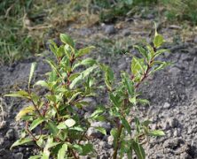 PROGRAMA REFORESTACIÓN CIUDADES CONECTADAS