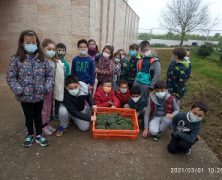 HUERTO ESCOLAR: RECOGIDA DE BROCOLÍ Y LECHUGA