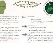 HERBOLARIA. Descubrimos plantas que tenemos en nuestro Insti.